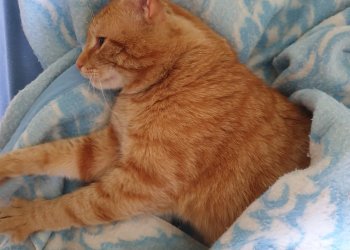 "roter" Möhrchen /"Mörli" 260224-153402